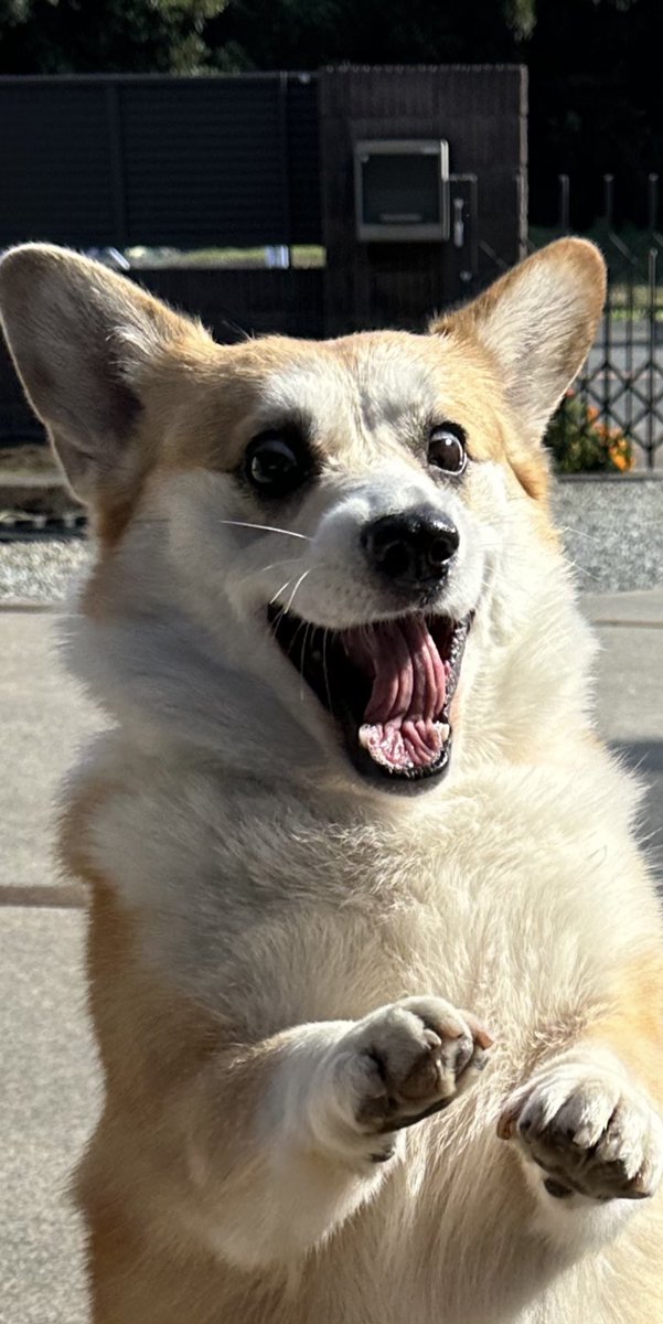 顔。笑
#コーギーLuna日記