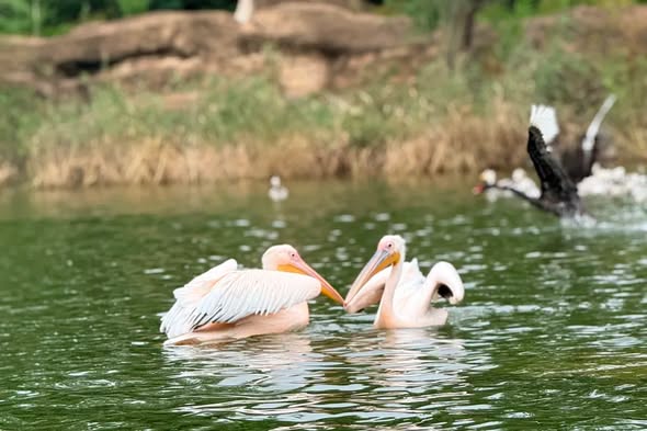 Step into the Daqingshan Safari Park in Hohhot and discover how pelicans spend their day.