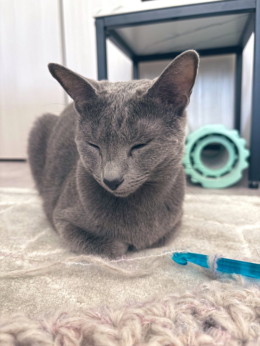 ロシアンブルー様⁎⁺˳ 𝔹𝔼𝕃𝕃𝔼 & 𝕃𝔼𝕍 & 𝕃𝔸𝕍𝕀 (@belle_0920_belle) • Instagram