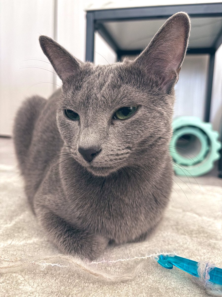 ロシアンブルーのシアン🐈‍⬛ on X