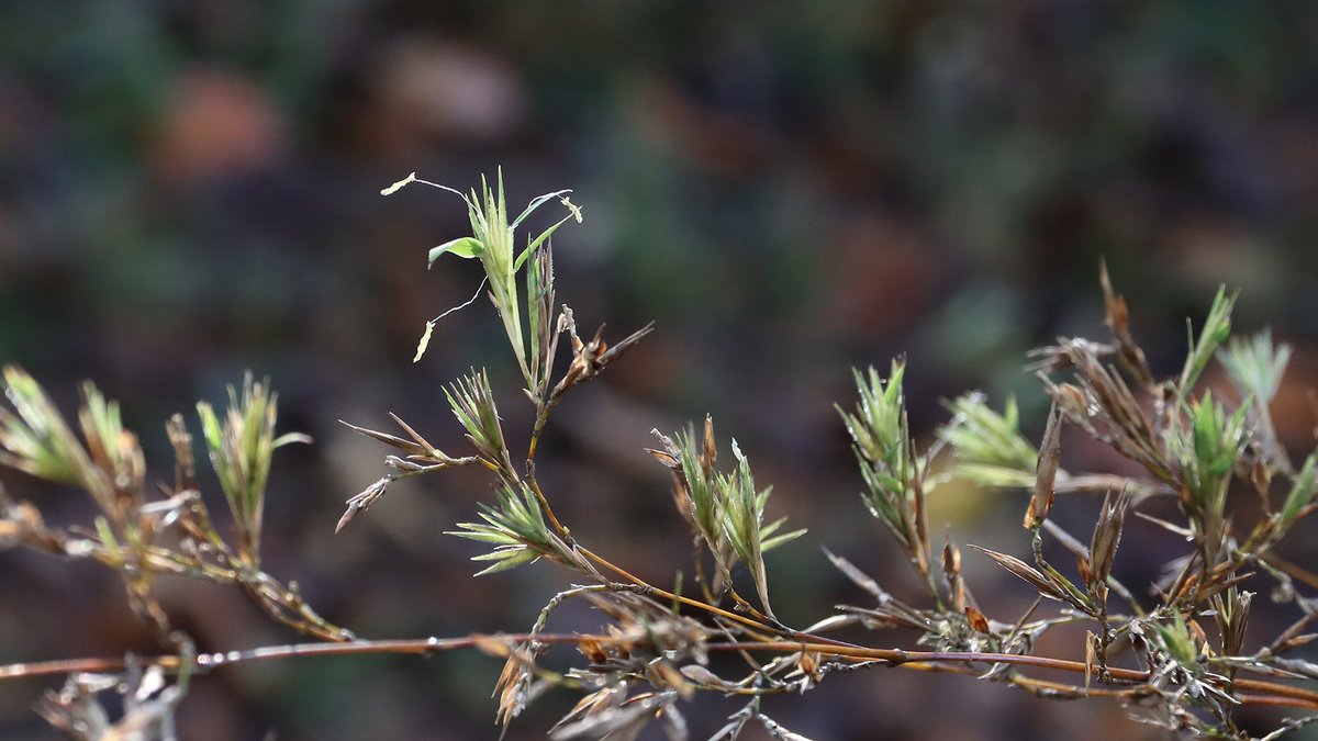 ほぼ終わりではあったけど、
多少の咲き残りがあって
それをみんなで観察したよ(⁠◍⁠•⁠᎑⁠•⁠◍⁠)⁠