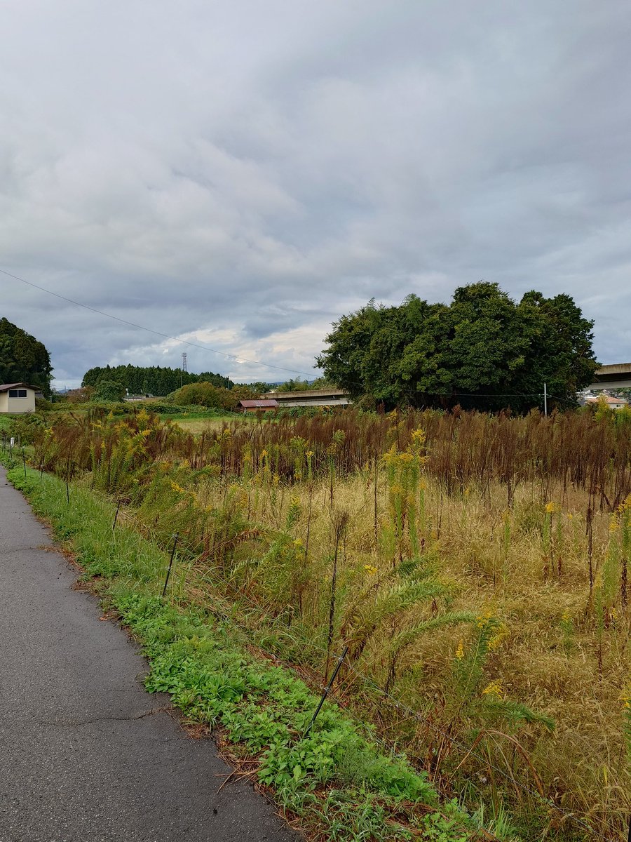kappa725's tweet photo. 能登 七尾城
2025.11.1
３度目の訪城で総構えの痕跡を確認できました。
① 段石垣越しの七尾湾
② 畠山廟
③ 畠山氏時代の石垣
④ 総構え跡
#七尾城 #能登 https://t.co/WQWBhzqgcJ