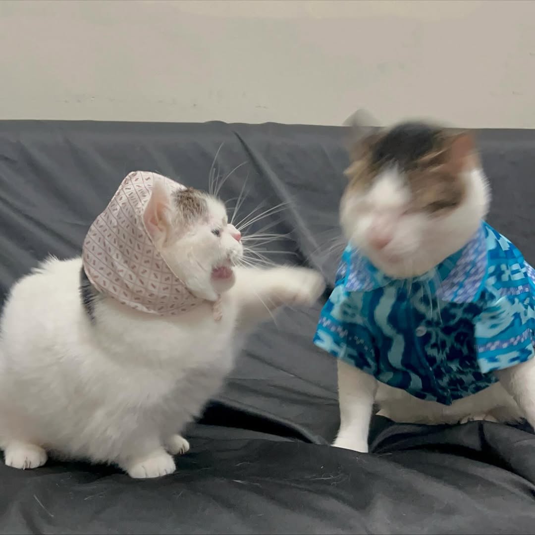 The Cats 𝕏 tweet media