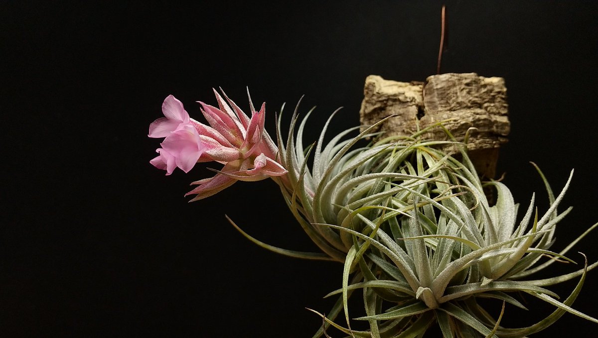 Nature Garden商品宣伝部 on X