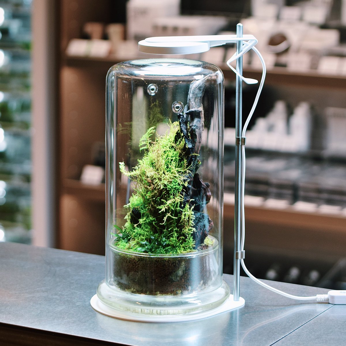 ada_lab_umeda's tweet image. DOOA NEW PRODUCTS
: LIGHT STAND Z

「マグネットライトG スリム」用のライトスタンドが新たに登場。
高さを変更できるZ型のライト取付パーツにより、「CELL」をはじめとする各種ガラスポットに合わせて自在に高さ調節が行えます。

#adalab #adalabumeda #ada