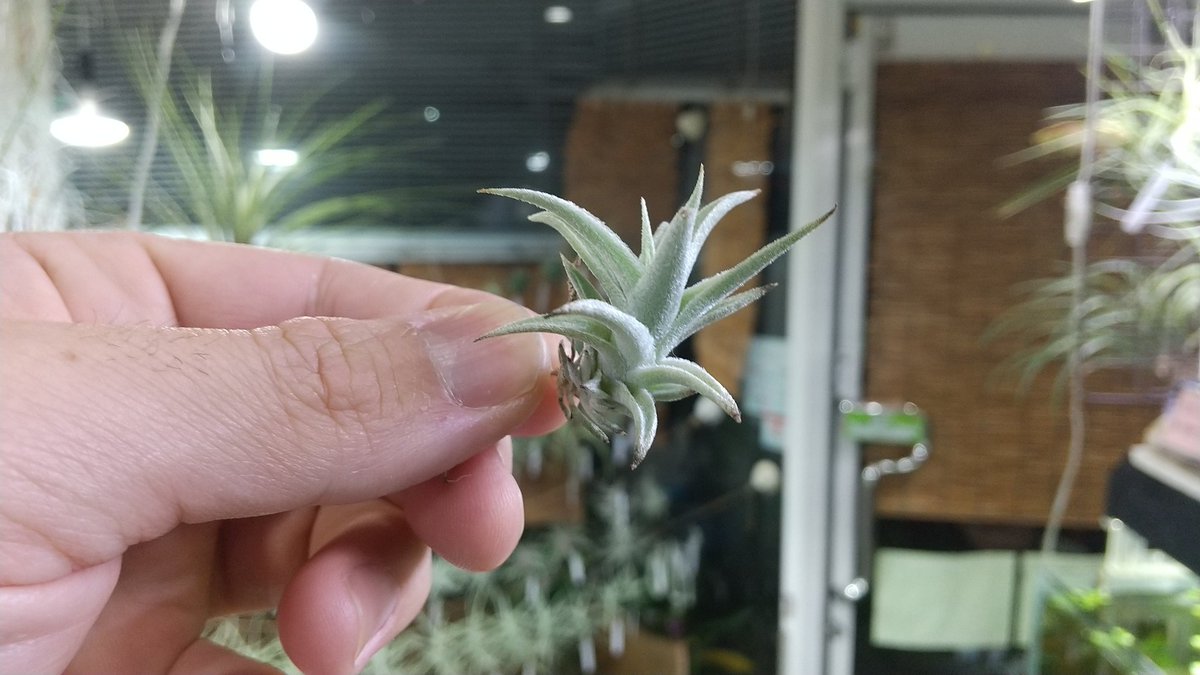 Tillandsia Barfussii 速達発送 Yahoo!オークション - ティランジア Tillandsia barfussii
