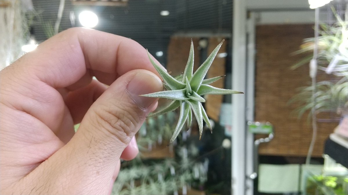 Tillandsia Barfussii 速達発送 Yahoo!オークション - KN 1円 ティランジア バルフシー（TILLANDSIA