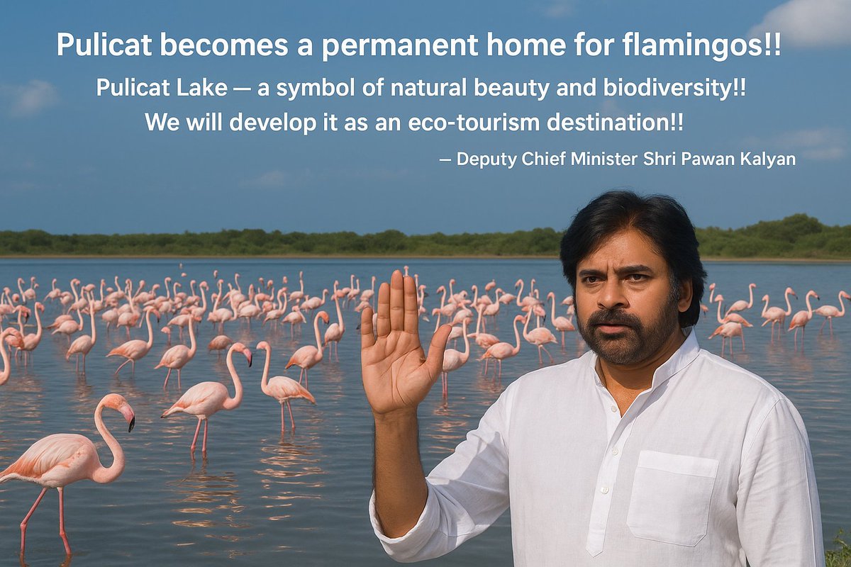 venkat_110's tweet image. Pulicat — the paradise of flamingos! 🦩
A symbol of nature’s beauty and biodiversity, now set to become a world-class eco-tourism destination.

– Deputy Chief Minister Shri @PawanKalyan

#PawanKalyanAneNenu