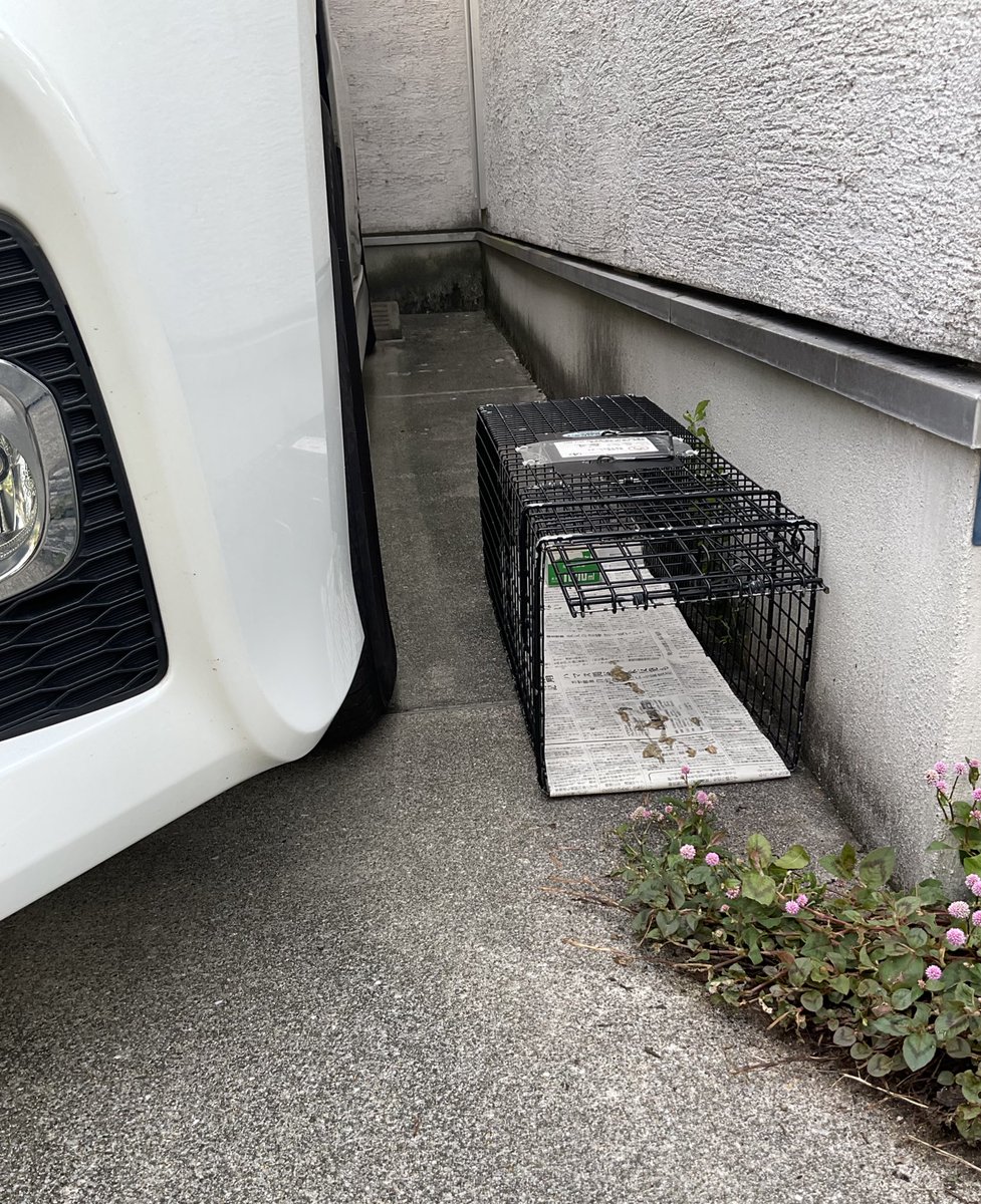 はななつページ はなな📘📕10月断雨4巻 (@hananamdzs) / Posts / X