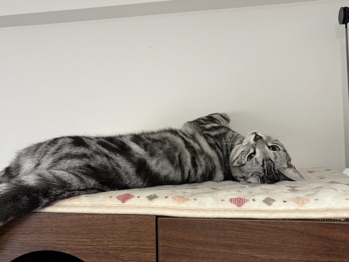 オンノヅキ🐱🐱 (@ny_chatnoir) / Posts / X