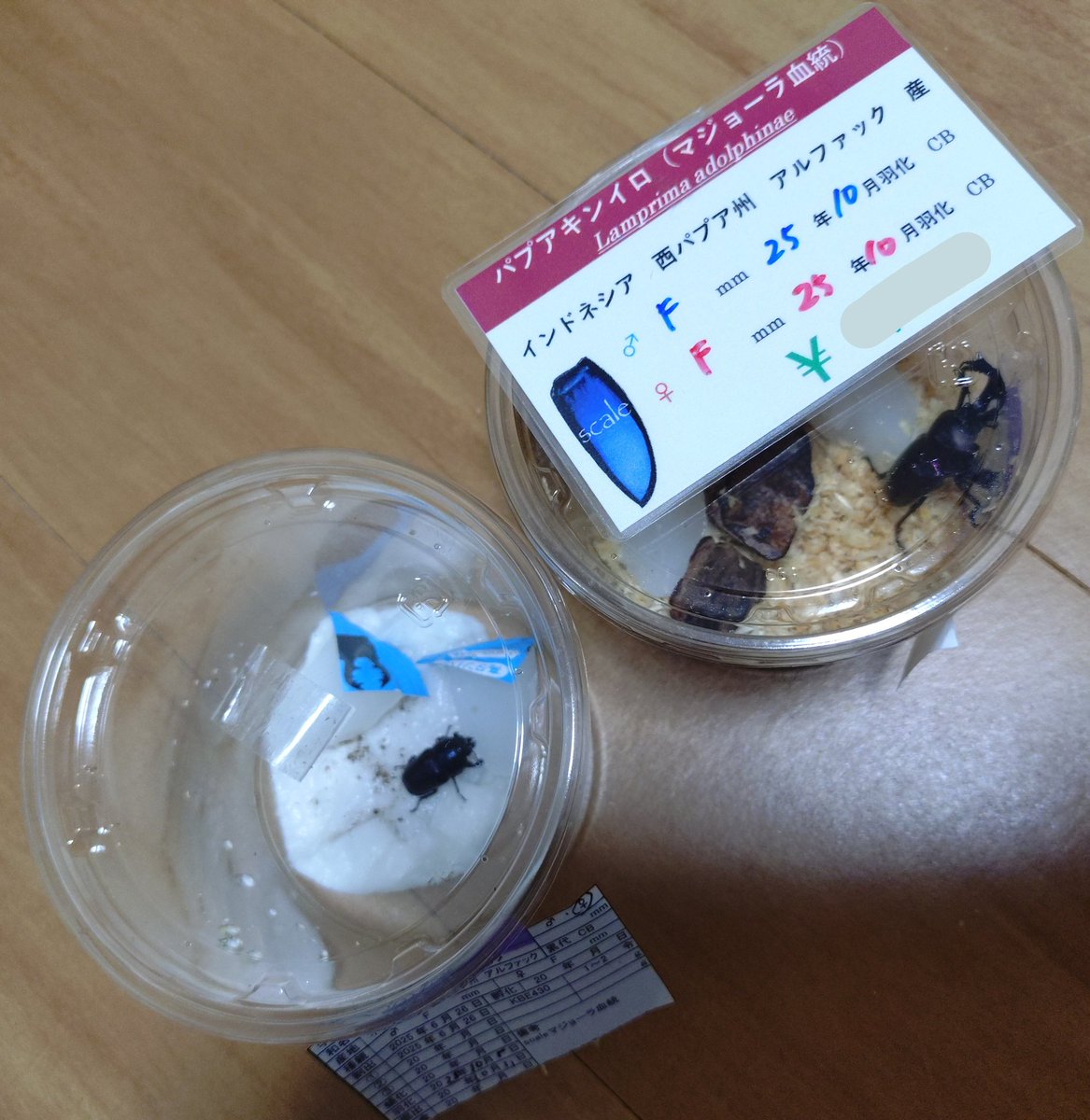 sumomo_2_1's tweet image. 11.3 SBin江戸川
【戦利品②】
scaleさん(@scale_0415)にてパプアキンイロクワガタをお迎え(ˊ˘ˋ* )

パプキンお迎えしたいなーと思いつつ眺めるだけだったけど、好みの子を見つけてついにお迎えしちゃった✨️

#scale
#パプキン