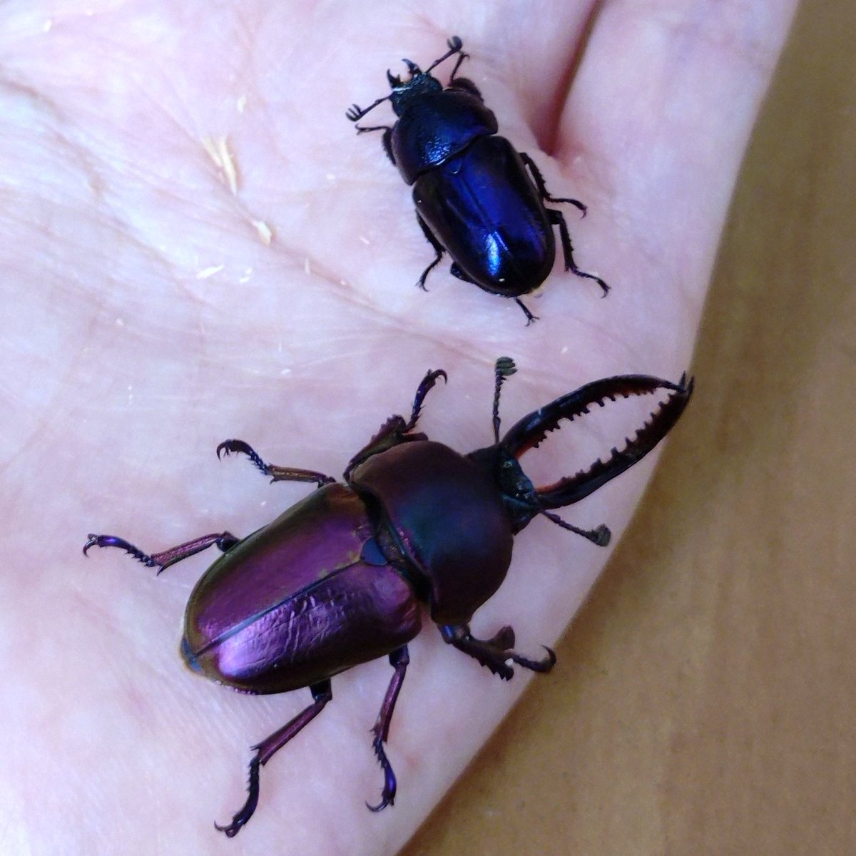 sumomo_2_1's tweet image. 11.3 SBin江戸川
【戦利品②】
scaleさん(@scale_0415)にてパプアキンイロクワガタをお迎え(ˊ˘ˋ* )

パプキンお迎えしたいなーと思いつつ眺めるだけだったけど、好みの子を見つけてついにお迎えしちゃった✨️

#scale
#パプキン