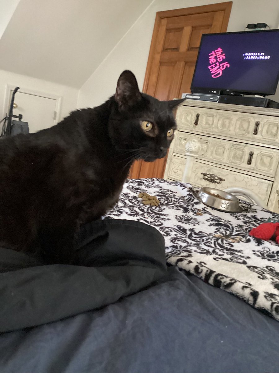 Robin2020Rockin's tweet photo. Mom came home yesterday and I spent a good amount of time barfing in her hair last night. I hate when it gets stuck in my throat 😹😹🐈‍⬛🐶💕 #CatsOnX #DogsOnX #BarfOnMom #PrayForTheWorld #MomsHome https://t.co/M0JungMZVu