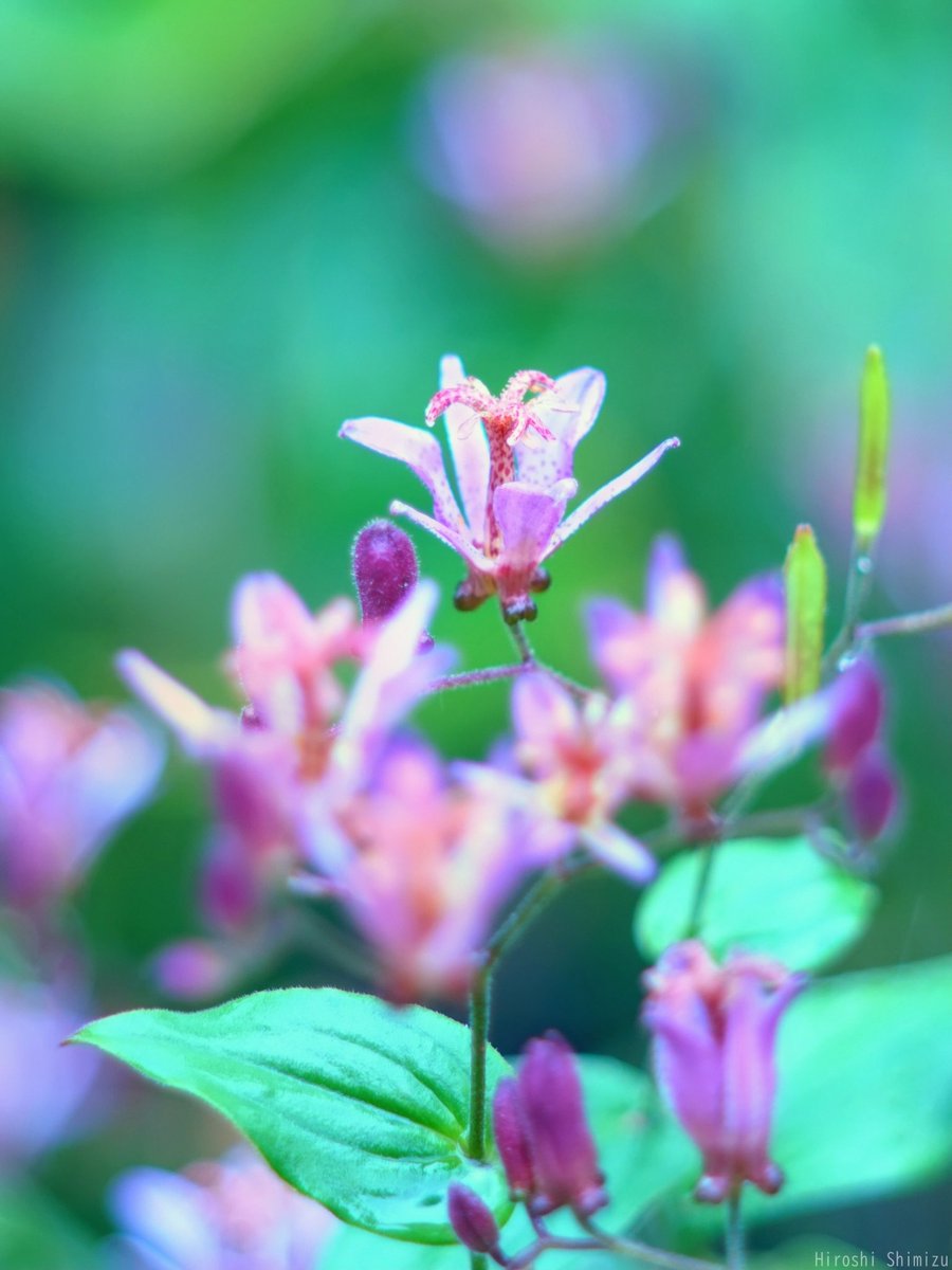 Hiroshi.Shimizu.Yozakura (@HiroshiYozakura) / Posts / X