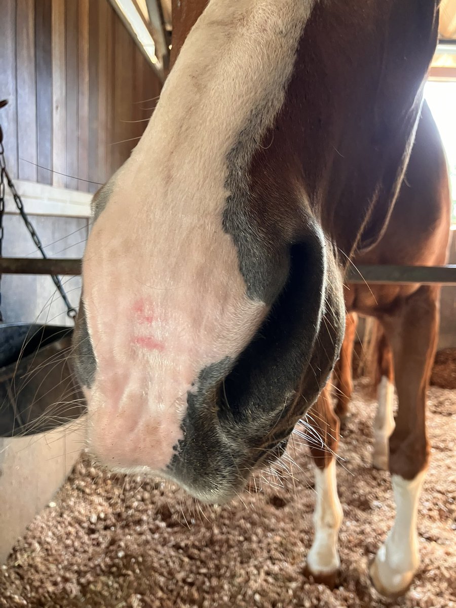 🐴飼い主…キスマークはやめてって言ったのに…

🐴To my hoooman, I told you to stop leaving lip marks...