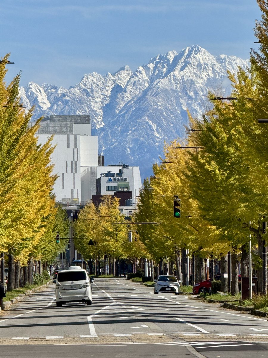 黄金の並木道の向こうに、白き剱岳
#立山連峰