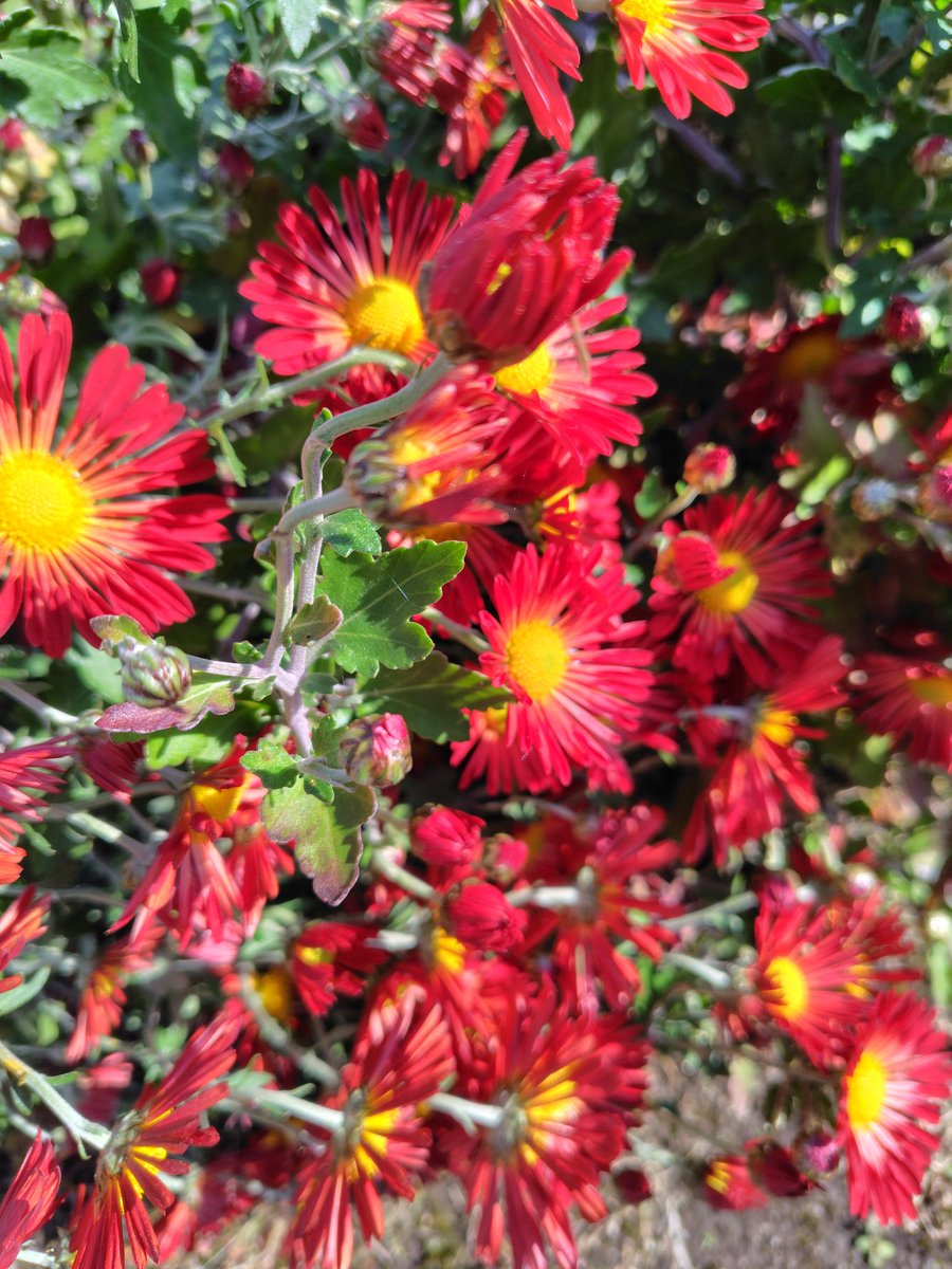秋らしくなってきた🍁
#花 #花写真