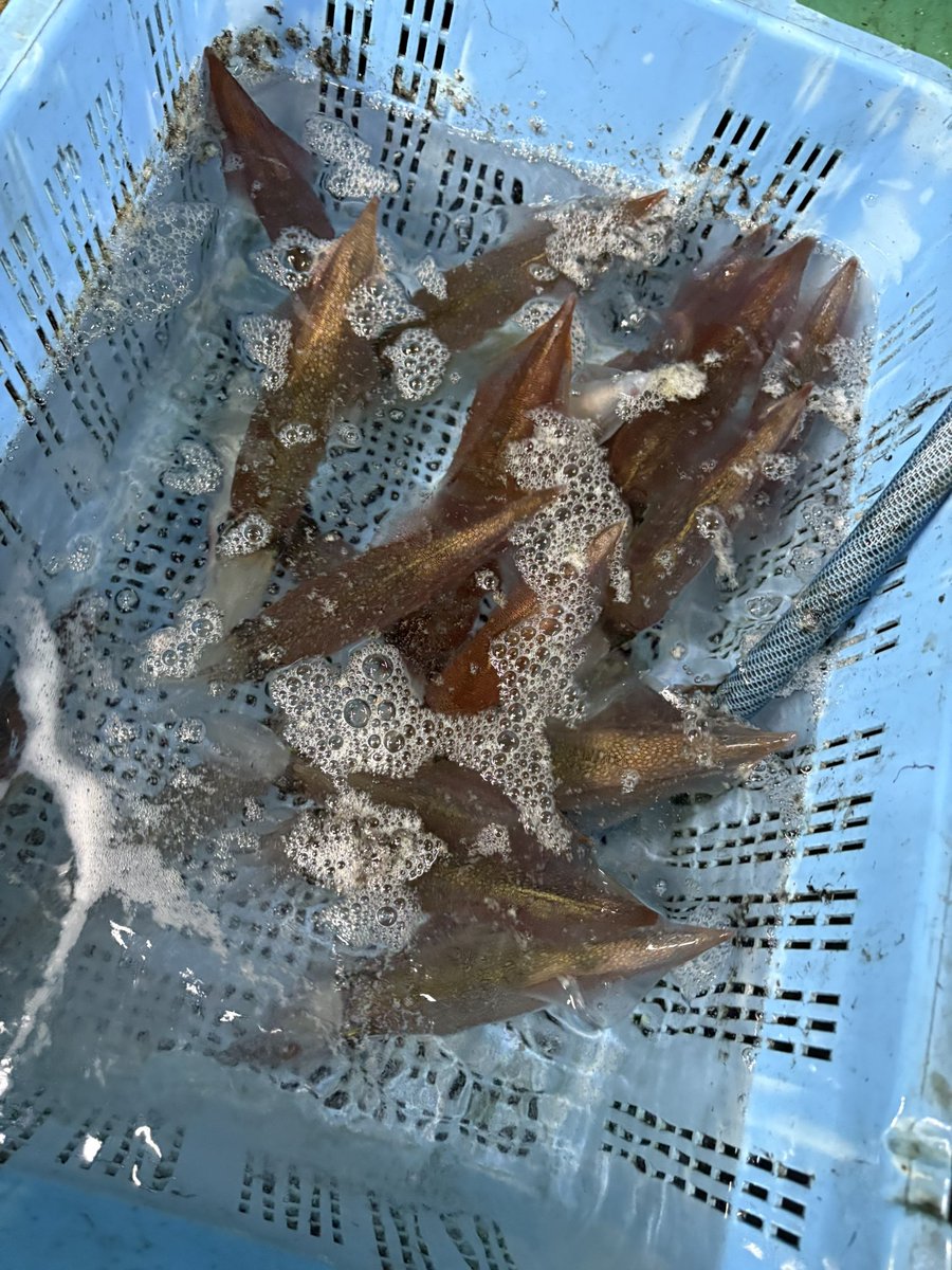 みなせちわ tweet media