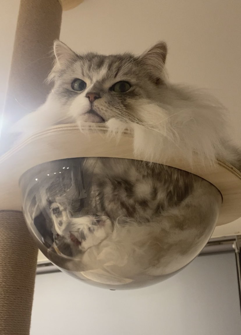 親友の猫と離れるのが1番つらい。また来年！