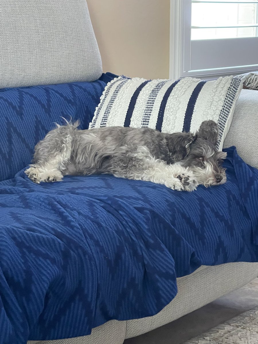 It’s Louie Tuesday! Goodnight from Arizona. 🌙