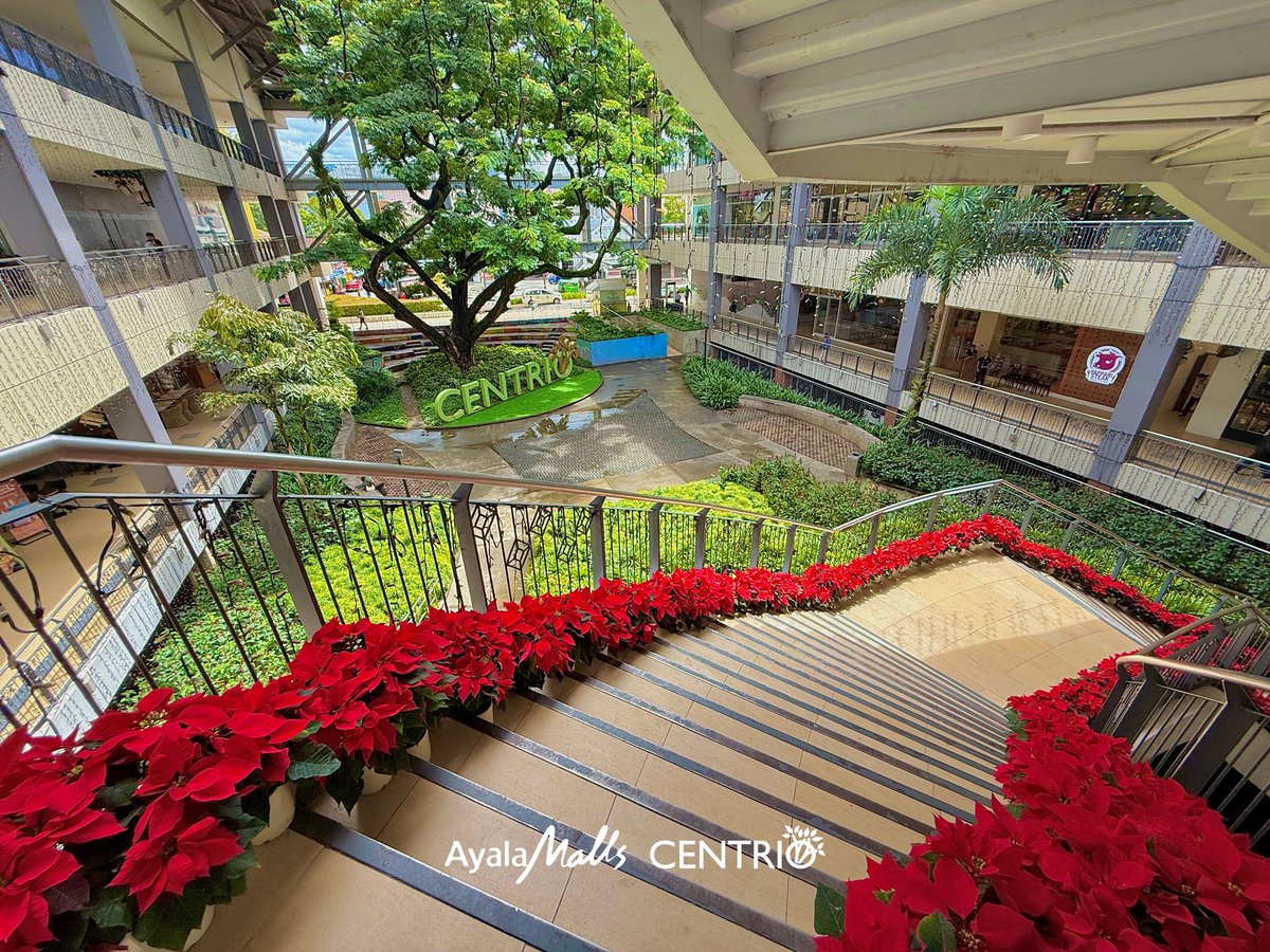 AyalaCentrio's tweet photo. The Christmas vibes are in full bloom! 🎄

Catch these real poinsettias around the mall — feel free to admire, just don’t pinch! 😉

#ChristmasAtAyalaMallsCentrio https://t.co/dcSsd8tAQy