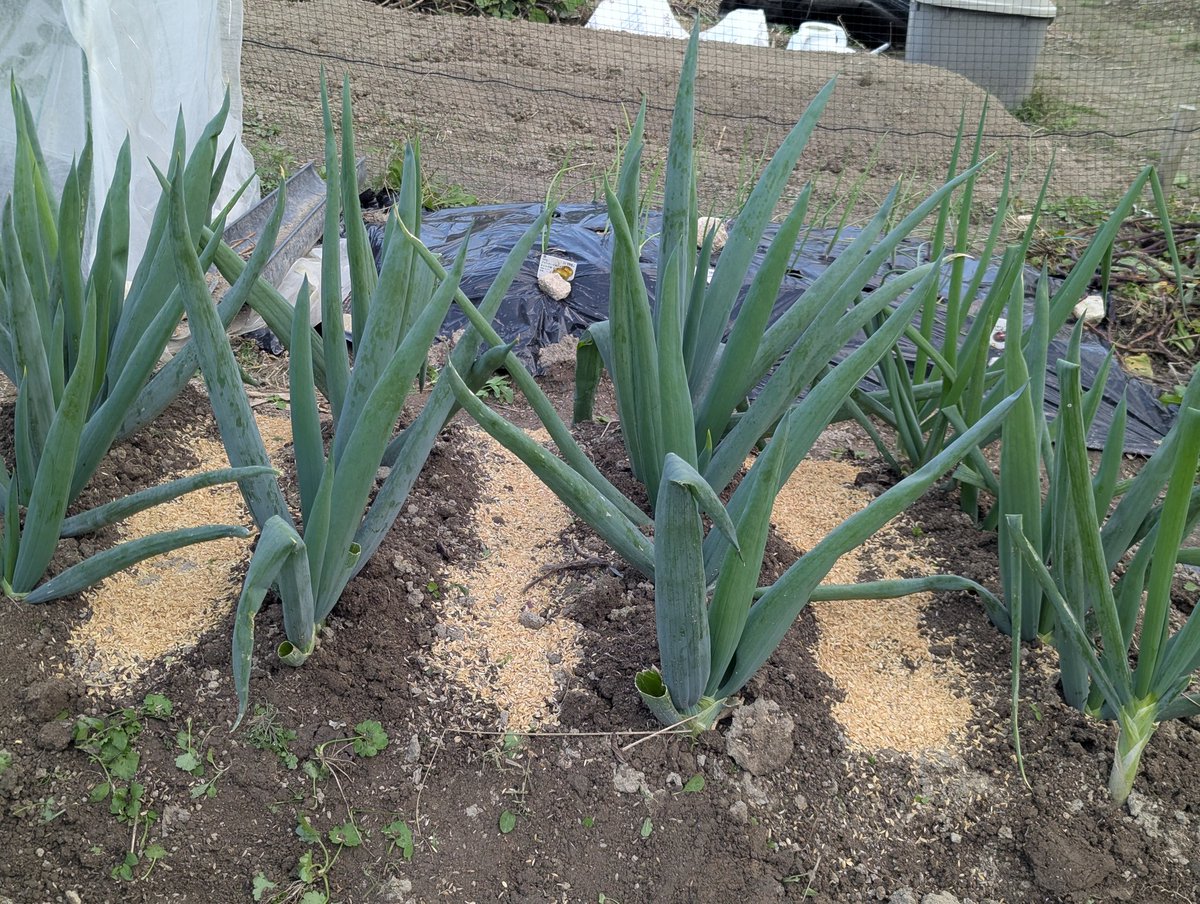 こむぎの親 on X