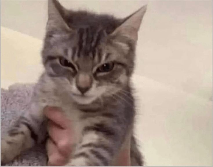 brina pedro's wife (@brinapascal_) on Twitter photo 