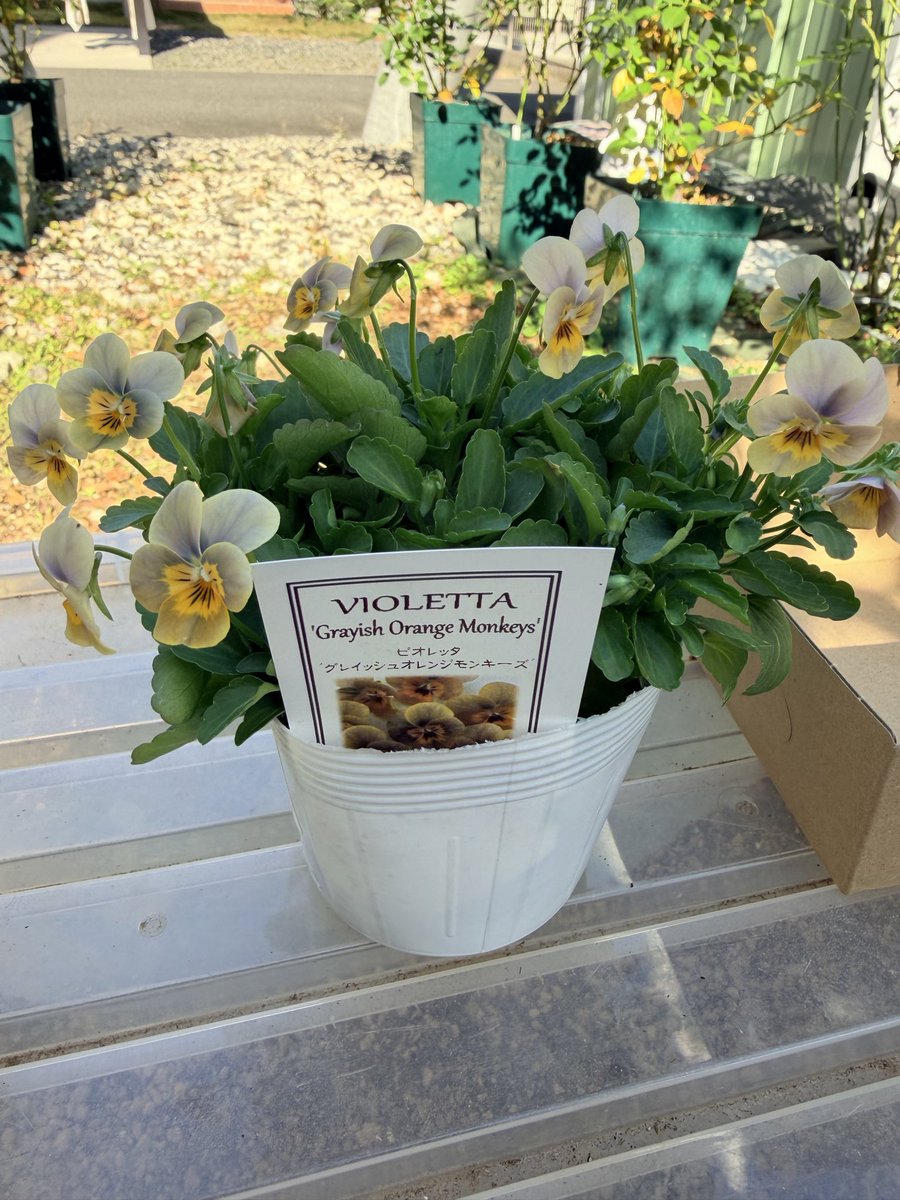 菜花ページ MASHIO 菜の花 NEWカラー＆補充完了♪ MASHIO 菜の花