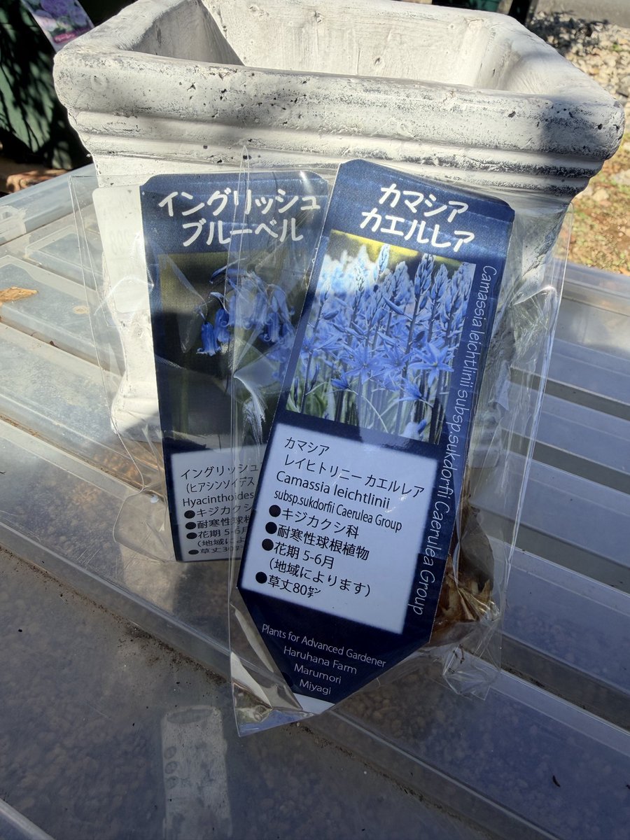 菜花ページ おみき🌹🐶 on X