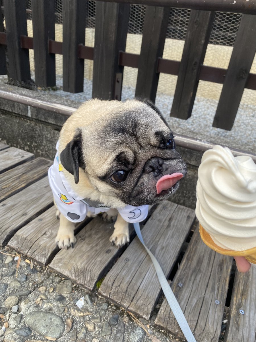 ブランコとパグ Amazon.co.jp: HiPlay J.X.K 1/6 ブランコ パグ犬 J.X.K174B2 動物