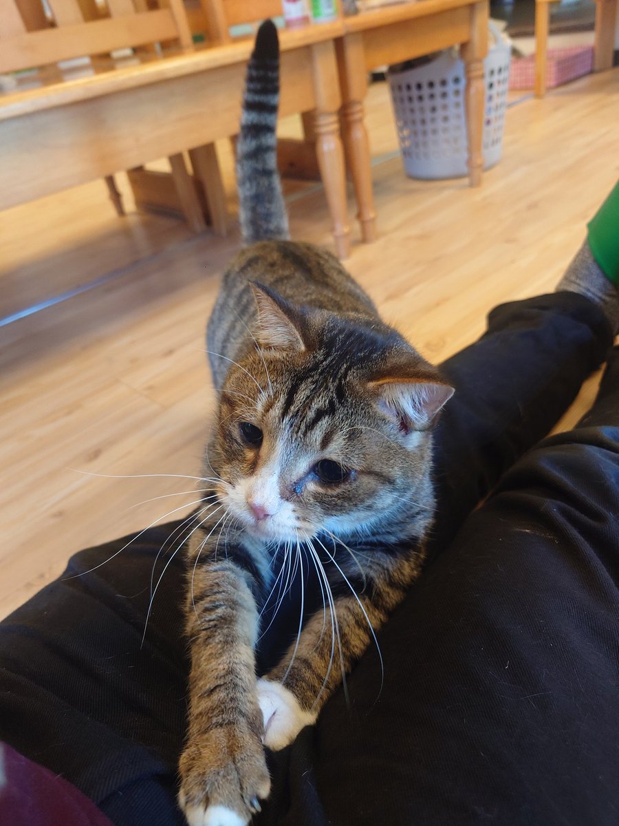 仲良し動物パフェ♡⑰ いっちー on X