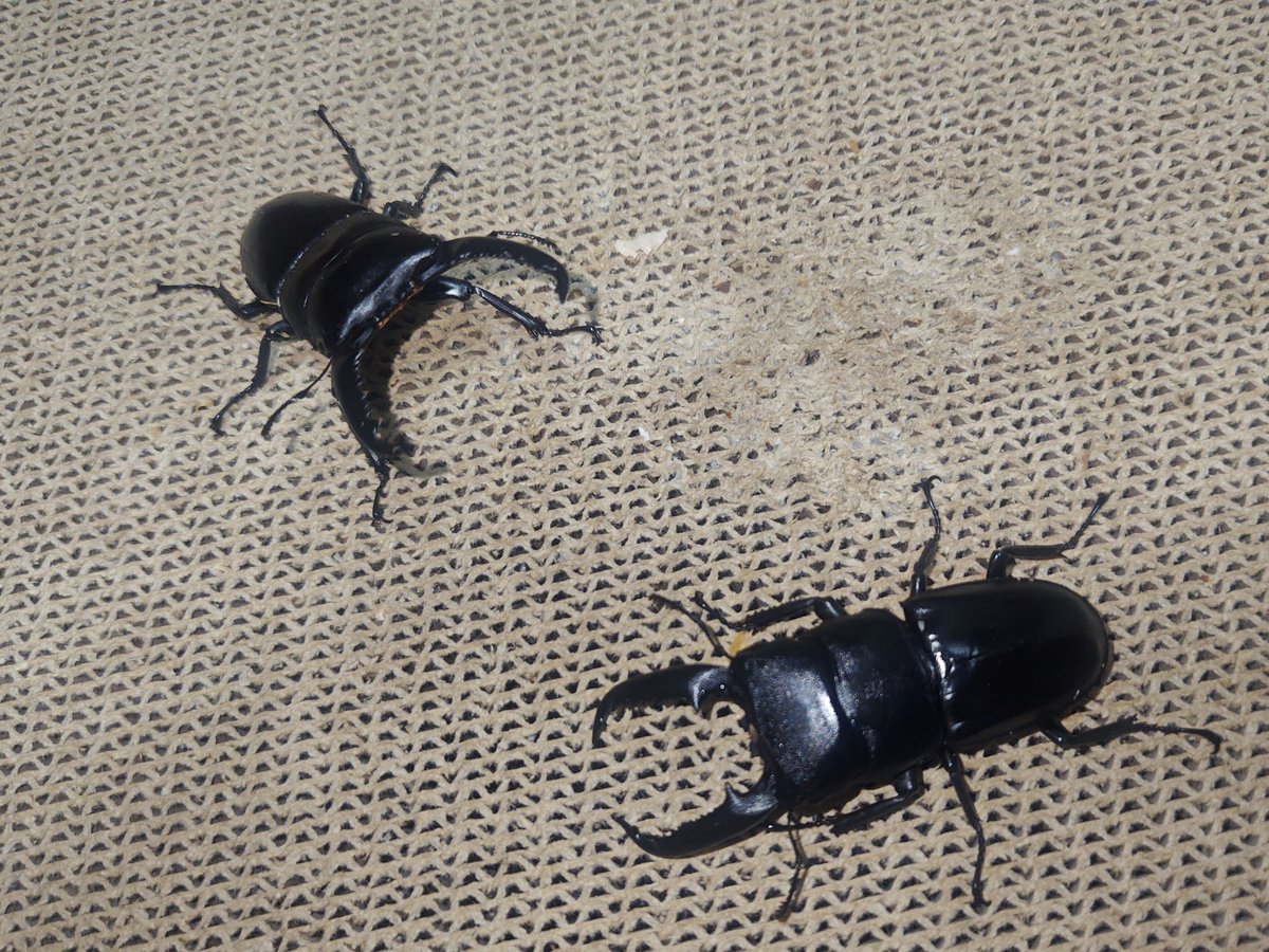 クワマン@ムシバト上位を目指す虎キチ🐯 on X