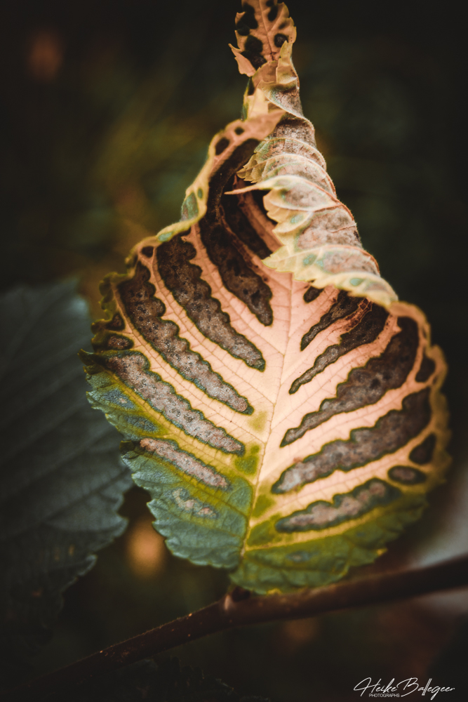 Good Morning Universe, Good Morning Ladies
<a href="/SwietjesO/">Swietjes Outlander</a> <a href="/10MinDQ/">Cookie Roof 🍪</a> <a href="/brittafahl70/">Britta Fahl</a> <a href="/KathleenCormi16/">Kathleen Cormier 🟧</a> <a href="/LallyFawn/">Lally</a> <a href="/LuckeyLass/">Cyn Luckey</a>
<a href="/Tait1Kathy/">Kathy Tait</a>