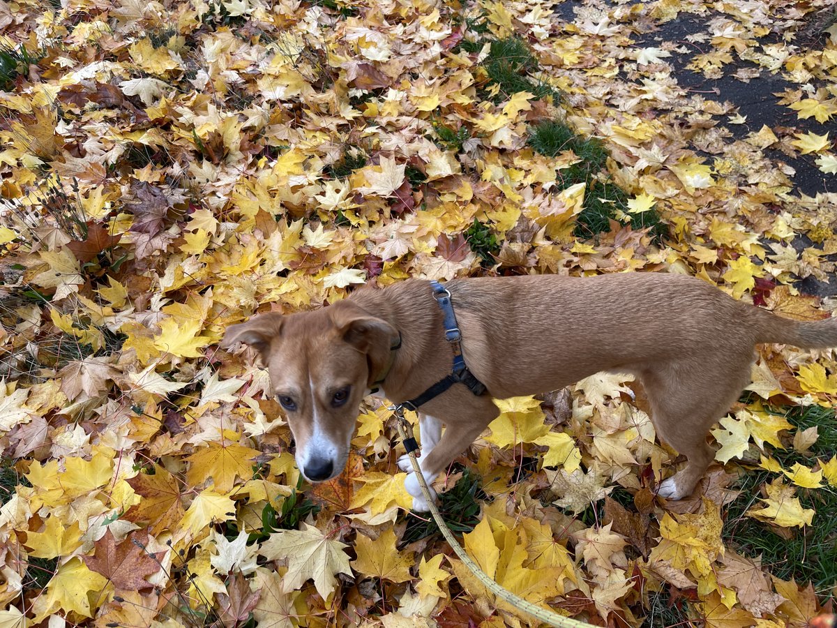 Pauledroberts's tweet image. dog day afternoon