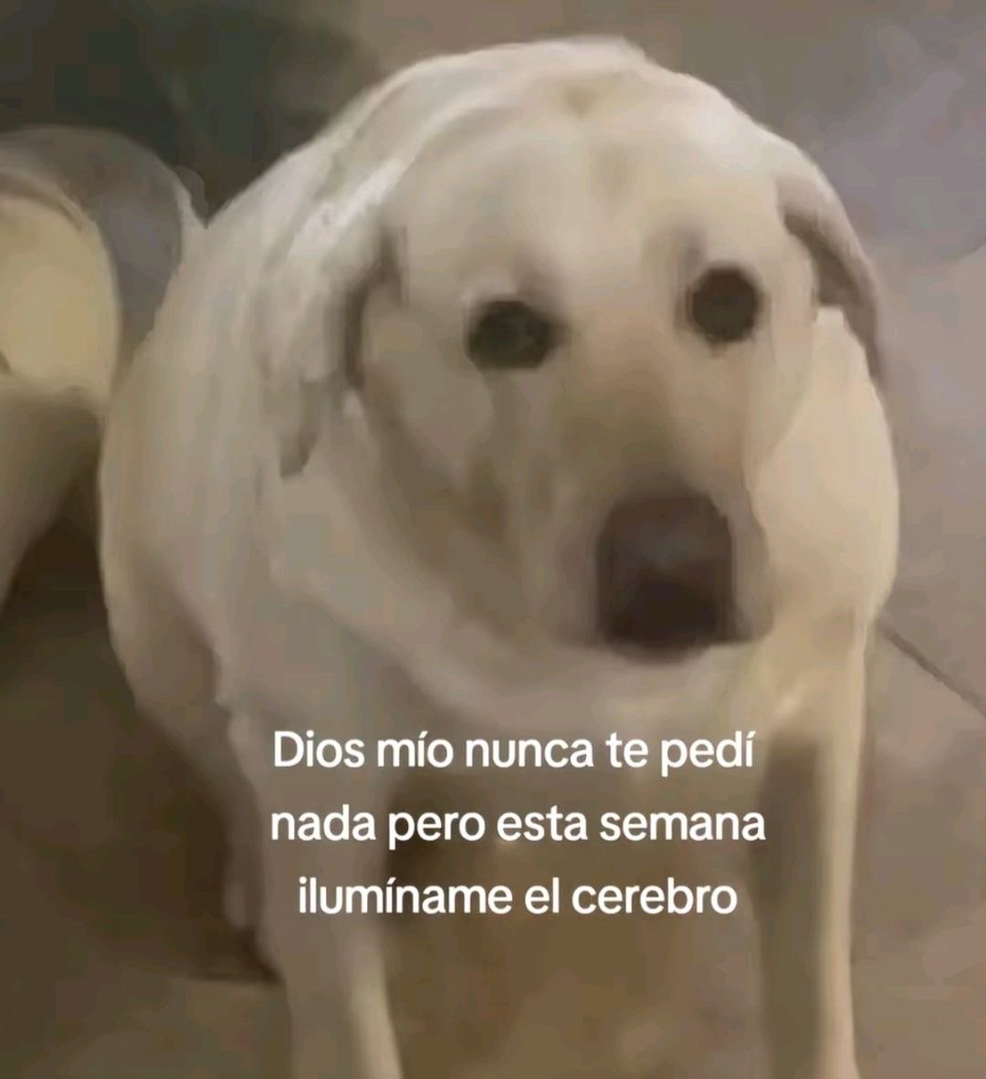 gabygvv's tweet photo. Inspo de la semana: perritos con frases motivadoras(?)🙏 https://t.co/hfocJYJL1i