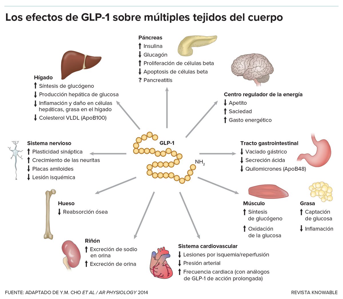 EFECTOS DE LA SEMAGLUTIDA Y LA RESTRICCIÓN CALÓRICA SOBRE LA MASA Y LA FUNCIÓN MUSCULAR La pérdida de masa y fuerza muscular observada con semaglutida se debe principalmente al déficit calórico y no al fármaco en sí. Estos efectos son reversibles tras recuperar el peso, aunque