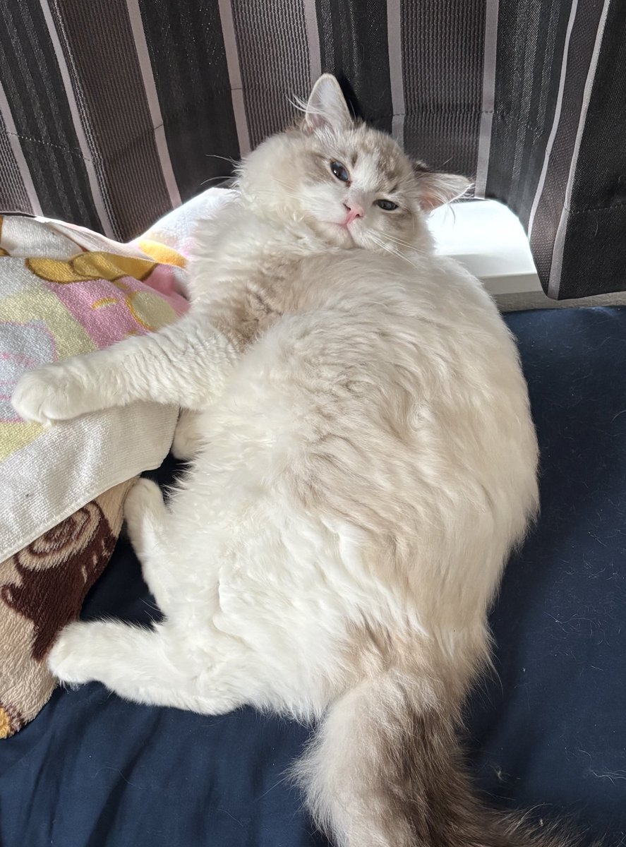 _todayuri_'s tweet photo. こねこの顔つきじゃなくなったね〜って言われるようになった☺️
私からしたら一生赤ちゃん https://t.co/bS4Hg2xjlv