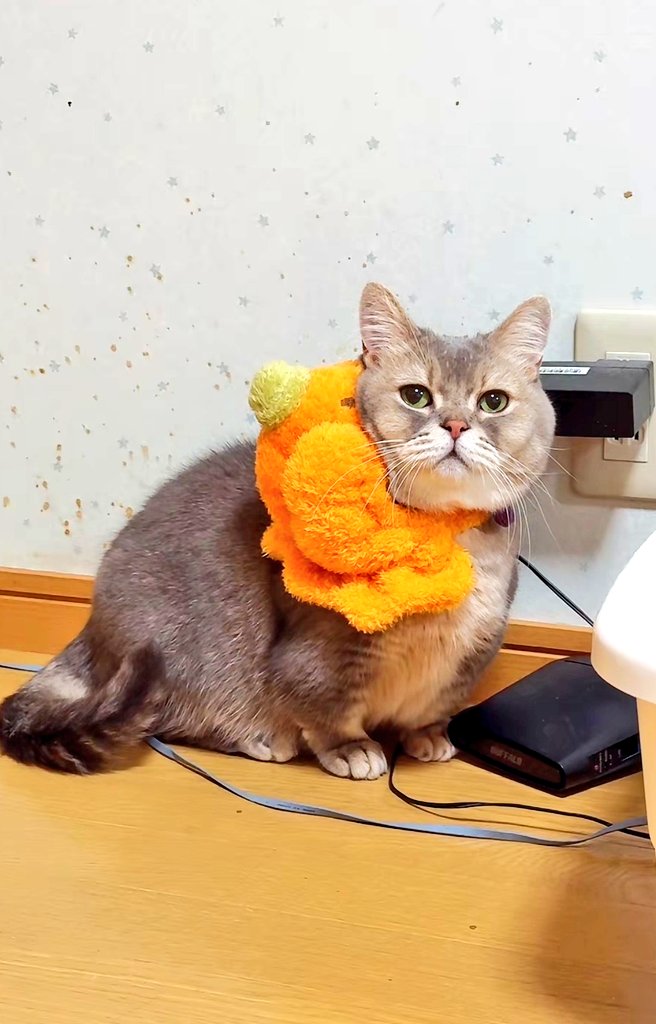 Ak01Km13's tweet photo. 本日は「1104」でいい推しの日！
私の最推しは「猫のココス」🦭✨
推しポイントは…沢山あります🫶
これからも全力で推していきます🥳
#推しの日 https://t.co/0RAGlVS70y