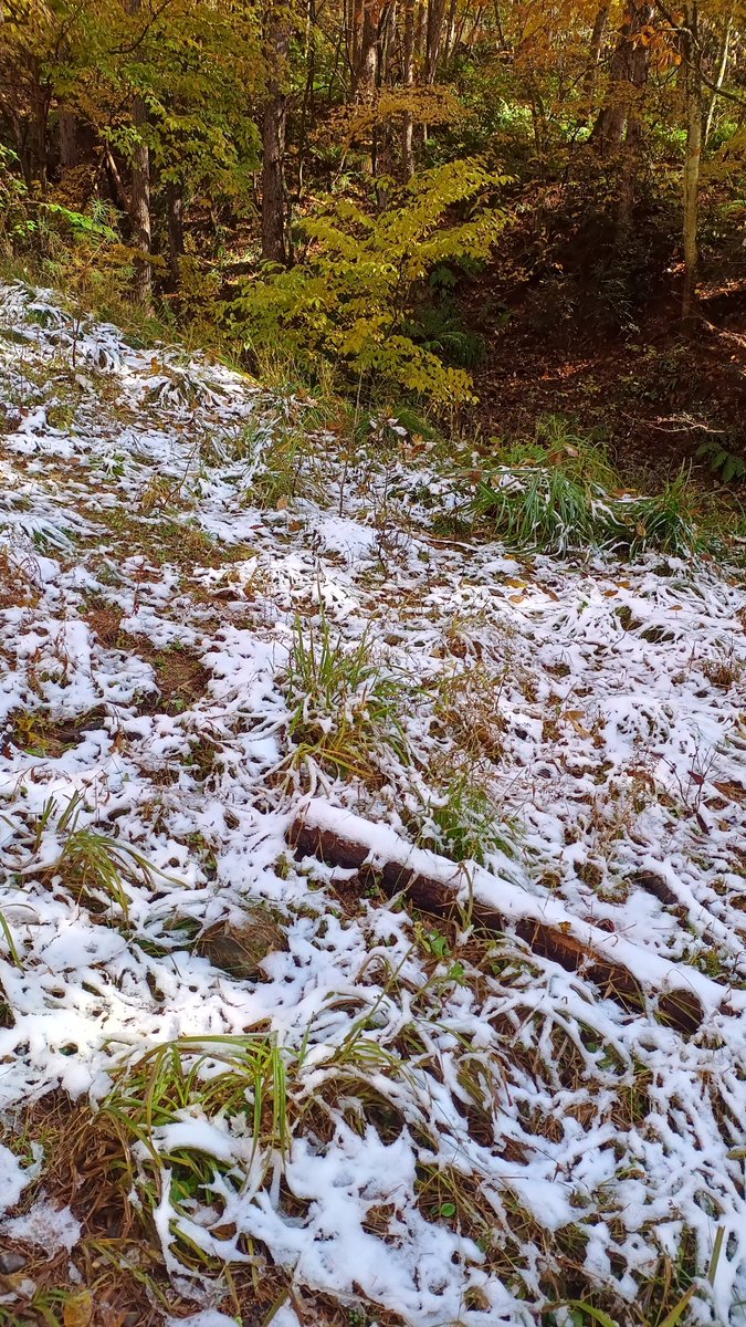 RedBear_600RR's tweet photo. 裏山は雪化粧 https://t.co/EMVMIX2q4O