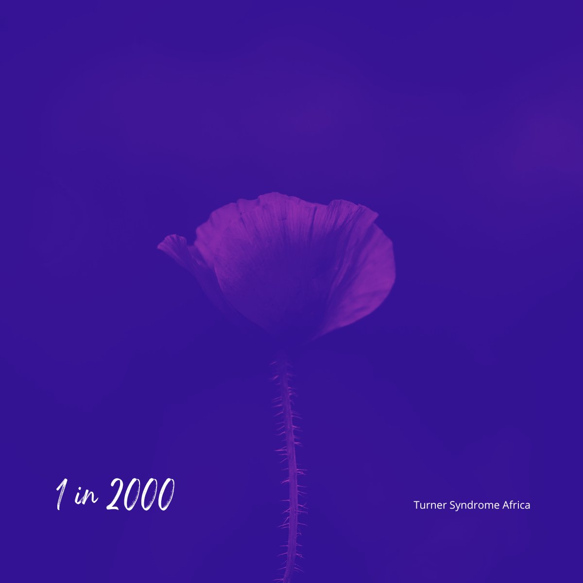 1 in every 2,000 girls globally is born with #TurnerSyndrome. This isn't just a number, it’s a global call for localized research. Understanding the global prevalence helps us fight for local access.

#ResearchForTS #TSAwareness 
#TSGlobalGap #TSData #DataProtection #Tuesday