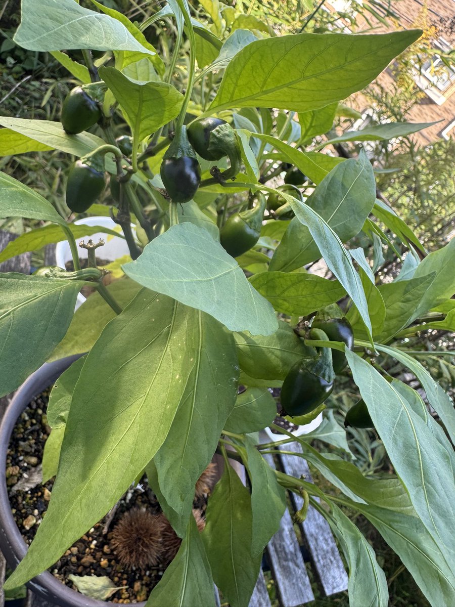 お庭のハラペーニョが大漁祭になっているので今週はタコス作ろーっと🌮