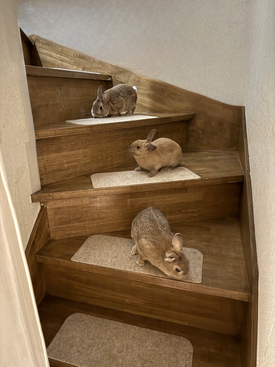 Mark207970804's tweet image. うさぎ階段🐇🐇🐇