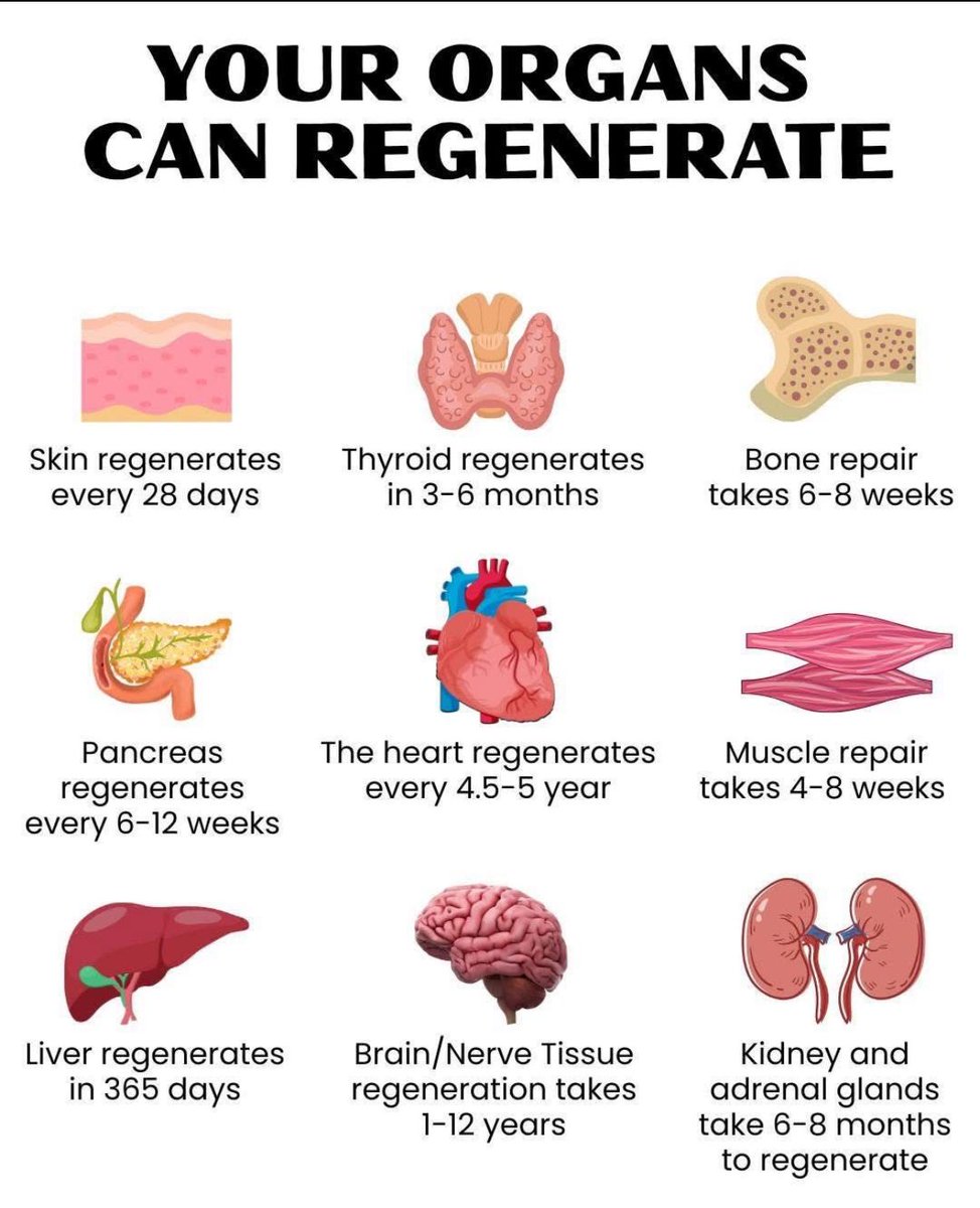 andrewjohnpub1's tweet image. The liver is the only human organ that can regenerate itself. It can grow back to its full size even if 75% of it is removed. 🧠🔬 #LiverRegeneration #AmazingHumanBody