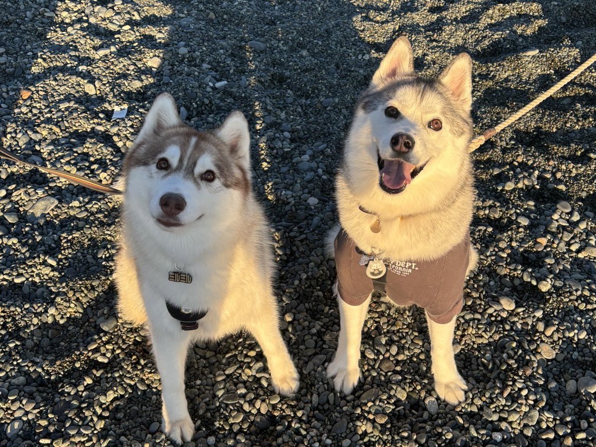 Myrte_husky's tweet photo. じょんすのー君に会えた！🫶 https://t.co/nXbak96D0S
