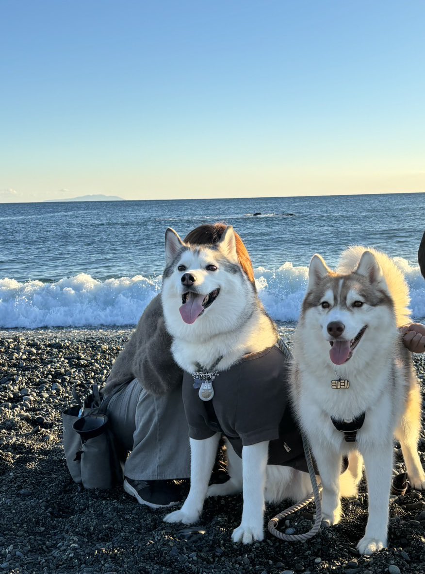 Myrte_husky's tweet photo. じょんすのー君に会えた！🫶 https://t.co/nXbak96D0S