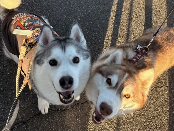 Myrte_husky's tweet photo. じょんすのー君に会えた！🫶 https://t.co/nXbak96D0S
