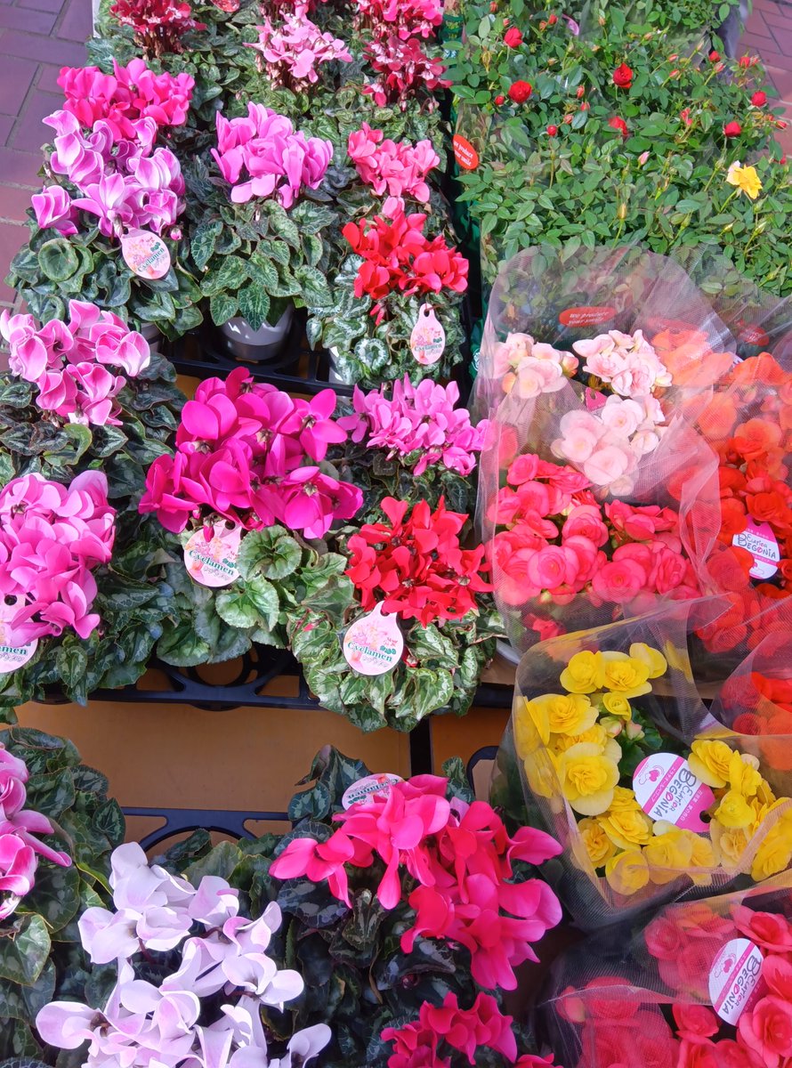 ④ ✨蕾付き‼️開花株✨パッと華やかな花✨グロキシニア✨紫✖️白系✨ポットごと発送✨ ④ ✨蕾付き‼️開花株✨パッと華やかな花✨グロキシニア✨