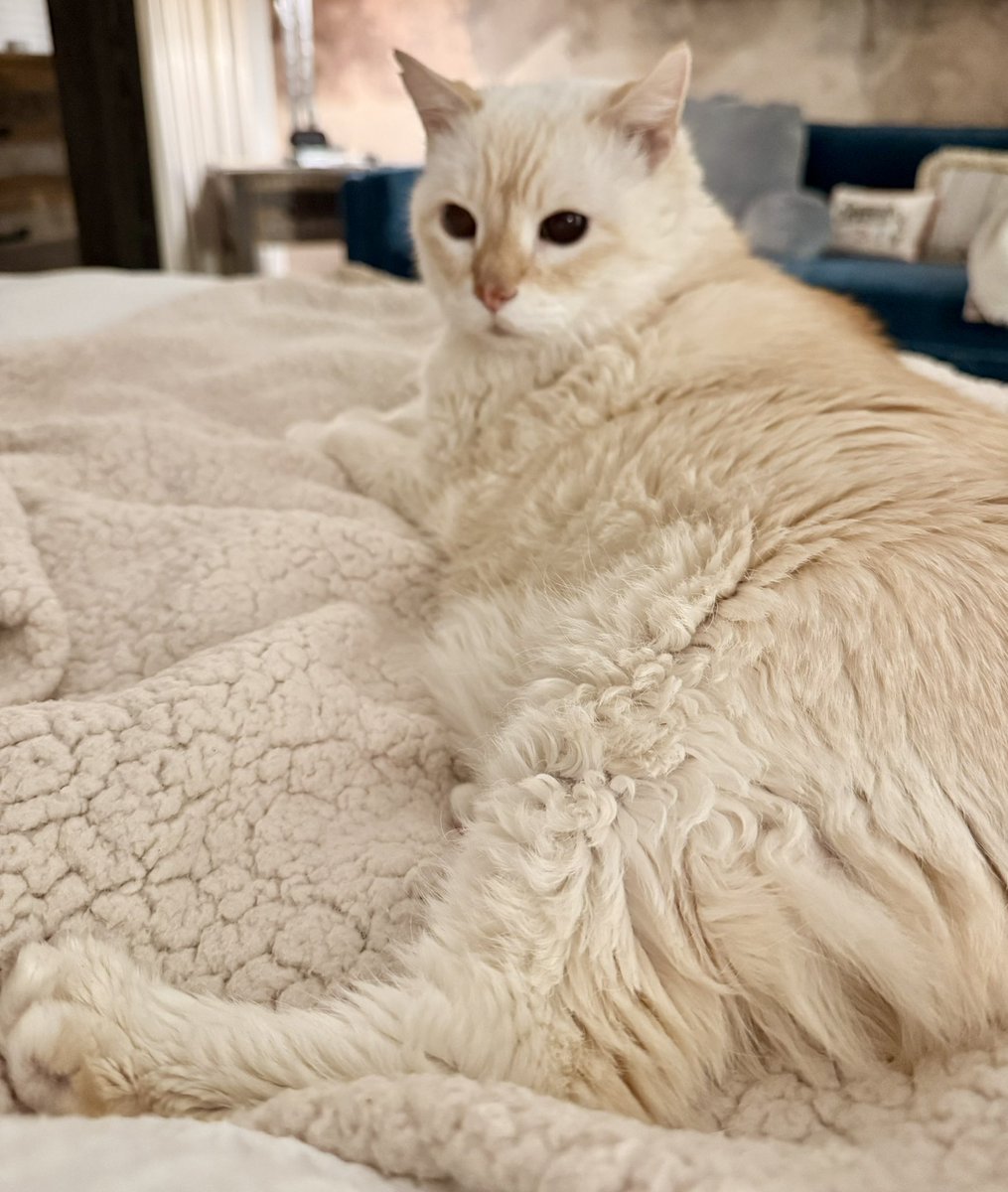 Yes. I’m hungry. Why do you even ask that silly, humph-worthy question? #cat #cutecat #hungry