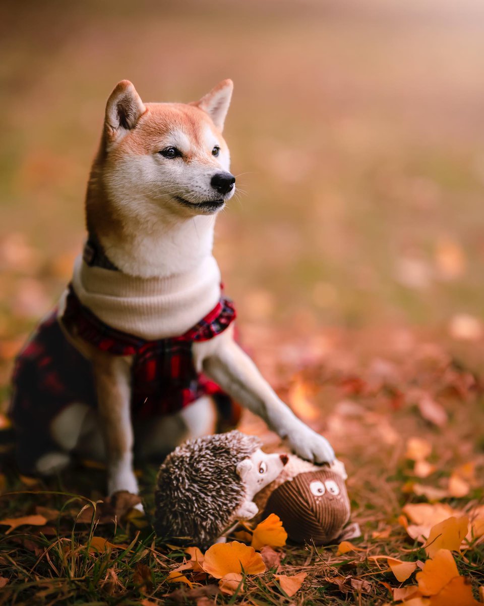 HERMES♡フリスビー♡わんちゃん 楽天市場】エルメス ウフディスクヴォラン シヤン2 犬用 フリスビー