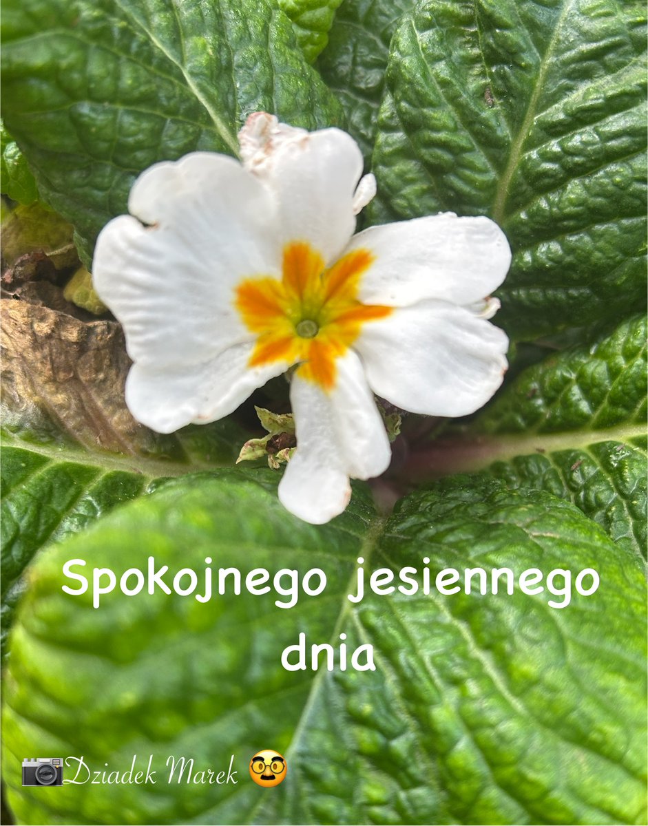 Dzień dobry,+9 pochmurno 🌥️.  Ciekawe jaka  pogoda w  Budapeszcie?🫡☕️🍂